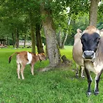 Jurta Na Farme *