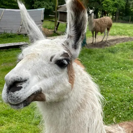 Jurta Na Farme Luxusní stan *