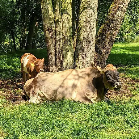 Jurta Na Farmě *